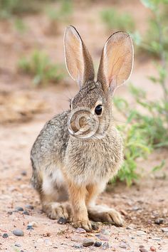 a small rabbit sitting on top of a dirt field