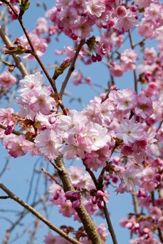 pink flowers blooming on the branches of a tree in front of a blue sky