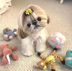 a small dog sitting on the floor surrounded by stuffed animals and plush toy toys in front of it