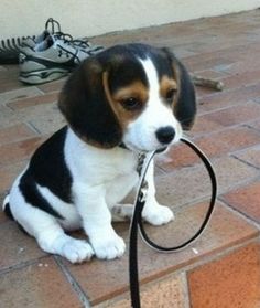 a puppy sitting on the ground with a leash attached to it's mouth and head