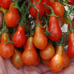 a bunch of tomatoes that are in someone's hands