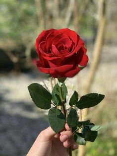 a person holding a red rose in their hand