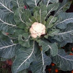 a close up of a broccoli plant with large leaves