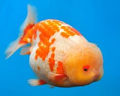 an orange and white fish swimming in the water