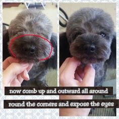 there is a small dog that is being held up by someone's hand with the caption, now come up and outward all around