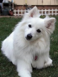 a white dog is sitting in the grass