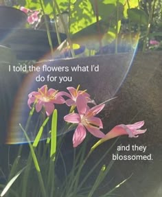 some pink flowers are in the grass with a rainbow