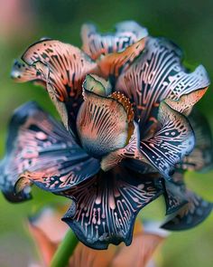 a close up of a blue and orange flower