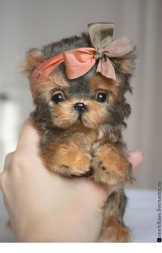 a small brown and black dog with a bow on it's head sitting in someones hand