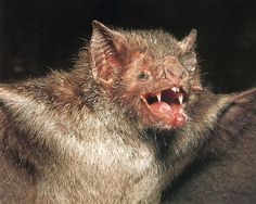 a bat with its mouth open and it's teeth wide open