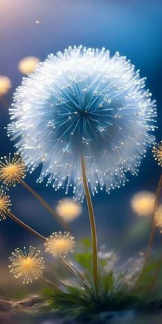 a dandelion is blowing in the wind with water droplets on it's petals