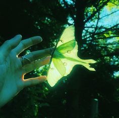 a person's hand holding a flower in front of trees