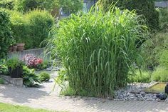 a garden with lots of plants and rocks