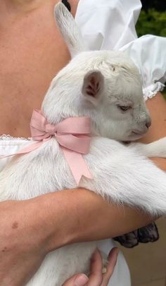 a woman holding a white baby goat wearing a pink ribbon around its neck and chest