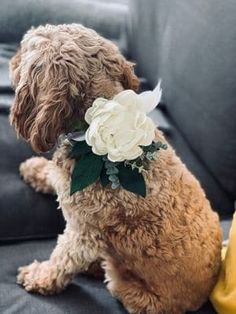 a dog sitting on a couch with a flower in its mouth