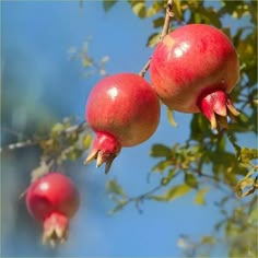 two pomegranates hanging from a tree with blue sky in the background