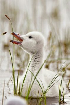 a white duck floating on top of a lake next to tall green grass and weeds