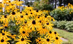 many yellow flowers with black centers in a garden area next to grass and trees,