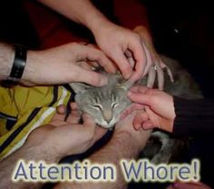 a group of people petting a cat with the caption attention who's