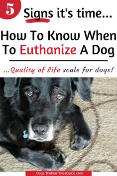 a black dog laying on top of a rug next to a red and white sign that says, 5 signs it's time how to know when to euhanze a dog