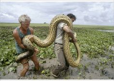 two men in a field with a large snake