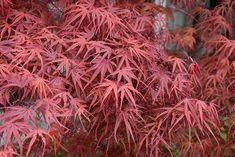 red leaves on a tree in front of a building