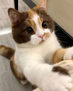 a brown and white cat laying on the floor