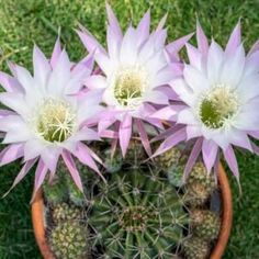 three pink and white flowers in a pot on the ground next to some green grass