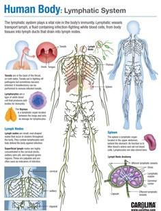 Human Body Facts, Medical School Inspiration, Medical School Essentials