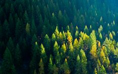 an aerial view of some trees in the middle of the forest with sunlight shining on them