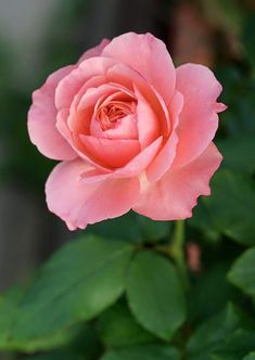 a pink rose with green leaves in the background