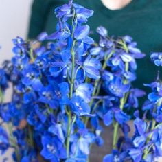 dark blue delphinium Blue Delphinium Flower, Dark Blue Delphinium, Delphinium Flower, Flower Moxie, Fresh Wedding Flowers, Delphinium Flowers, Blue Hydrangea Flowers, Wholesale Flowers Wedding, Blue Delphinium