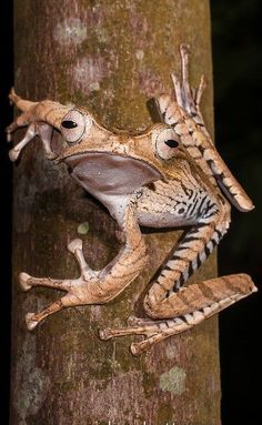 a tree frog sitting on the side of a tree