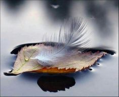 a single leaf floating on top of water with a feather resting on it's side