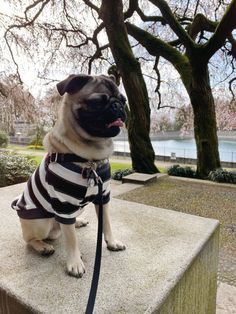 a pug dog wearing a striped shirt sitting on top of a cement block in front of some trees