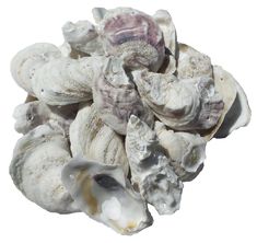 a pile of sea shells sitting on top of each other