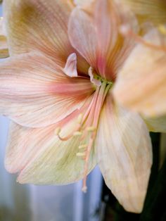 Light Peach Amaryllis Flower in Vase