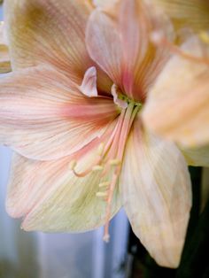 a close up view of a flower in a vase