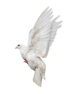 a white bird flying through the air with its wings spread