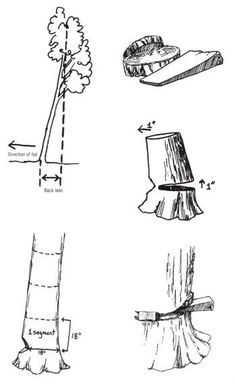 several different types of tree stumps