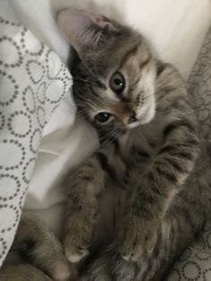 a small kitten laying on top of a bed next to a white sheet and pillow