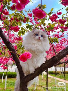 a fluffy white cat sitting on top of a tree branch with pink flowers in the background