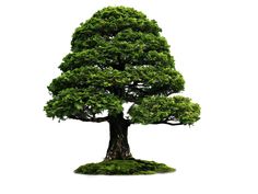 a large green tree sitting on top of a lush green field