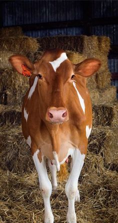 a brown and white cow standing in hay