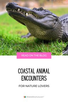 Close-up image of an alligator with its mouth open, lying on lush green grass, promoting 'Coastal Animal Encounters for Nature Lovers' as featured on MobileBrochure.com. This visual highlights opportunities to engage with exotic wildlife in coastal South Carolina. Coastal South Carolina, Animal Encounters, Exotic Animals, Exotic Pets, Nature Lovers, The Outdoors