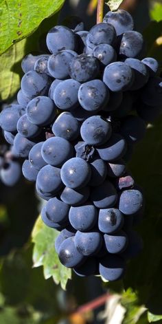 the grapes are ready to be picked from the tree