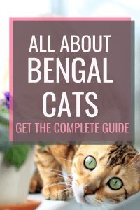 an orange and white cat laying on top of a bed with the words all about bengal cats get the complete guide