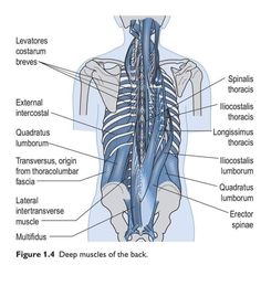 the back and neck muscles are labeled in this diagram