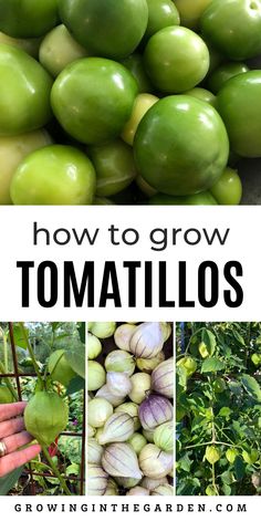 how to grow tomatoes in the garden with text overlay that reads, how to grow tomatoes