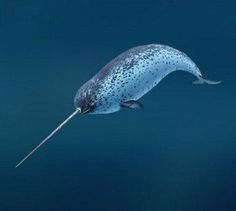 a long - beaked dolphin swims through the water with it's tail sticking out